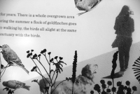 https://www.erinschell.com/files/gimgs/th-76_76_birddetail.jpg
